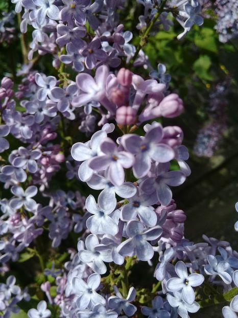  - Syringa vulgaris