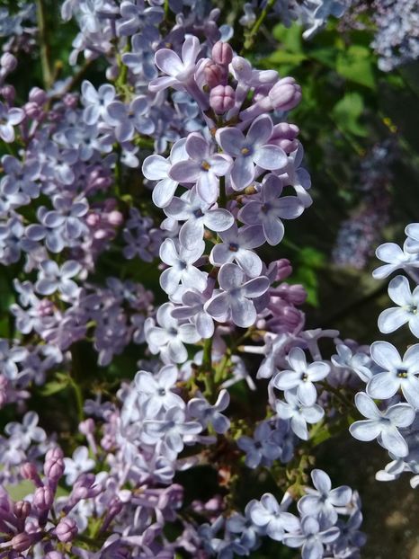  - Syringa vulgaris