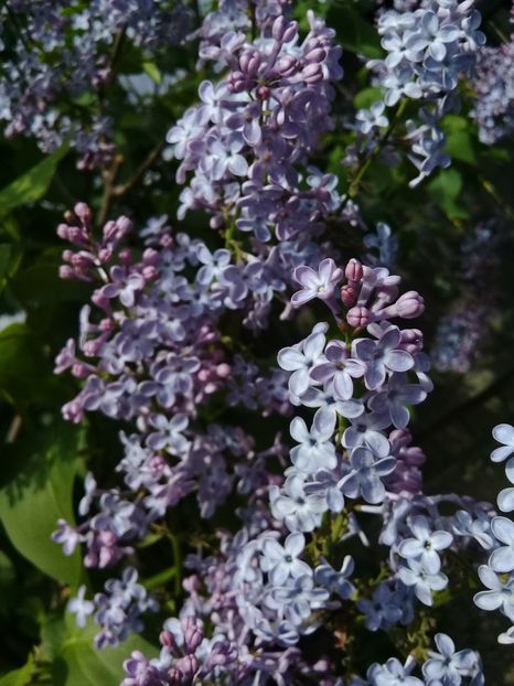  - Syringa vulgaris