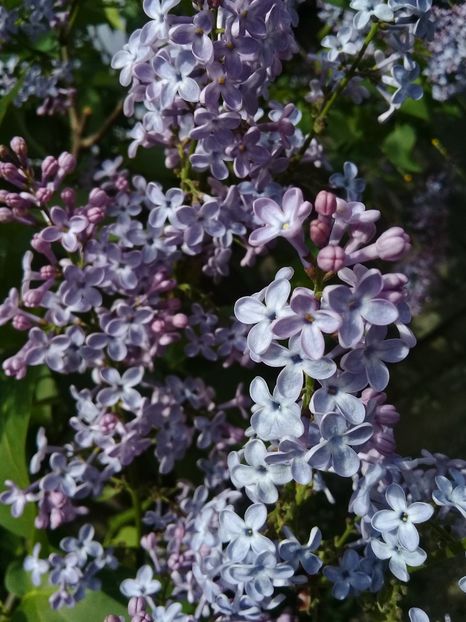  - Syringa vulgaris