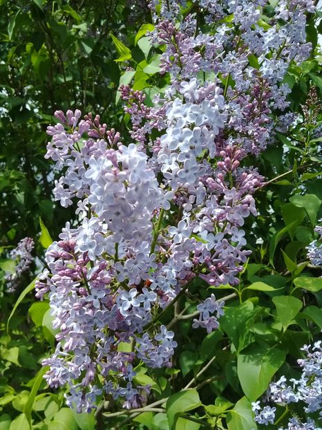  - Syringa vulgaris