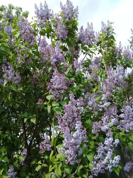  - Syringa vulgaris