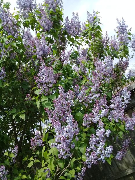  - Syringa vulgaris
