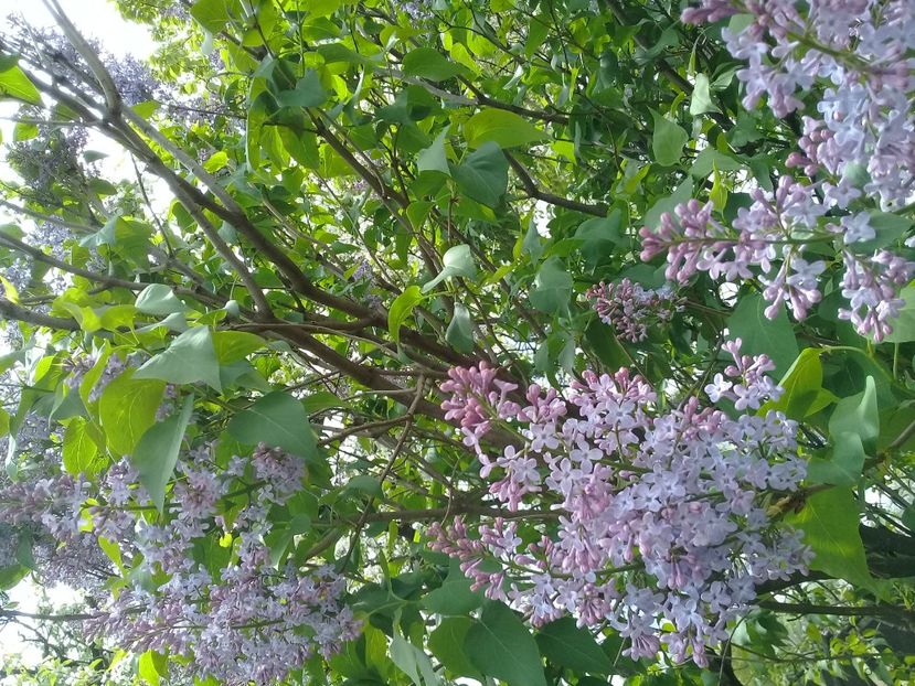  - Syringa vulgaris