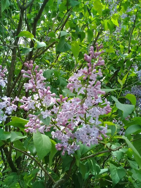  - Syringa vulgaris