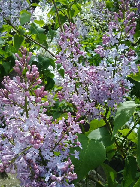  - Syringa vulgaris