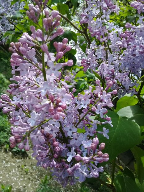  - Syringa vulgaris