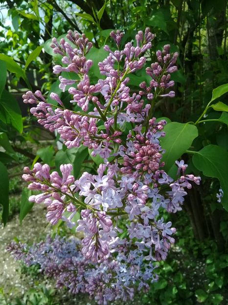  - Syringa vulgaris
