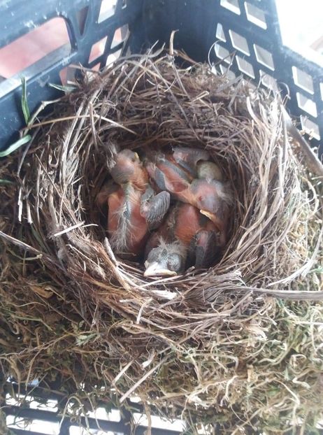 received_227039345403342 - Mierla