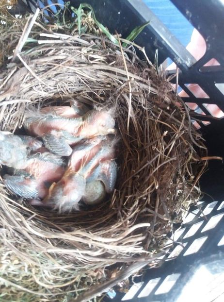 received_234738944454245 - Mierla