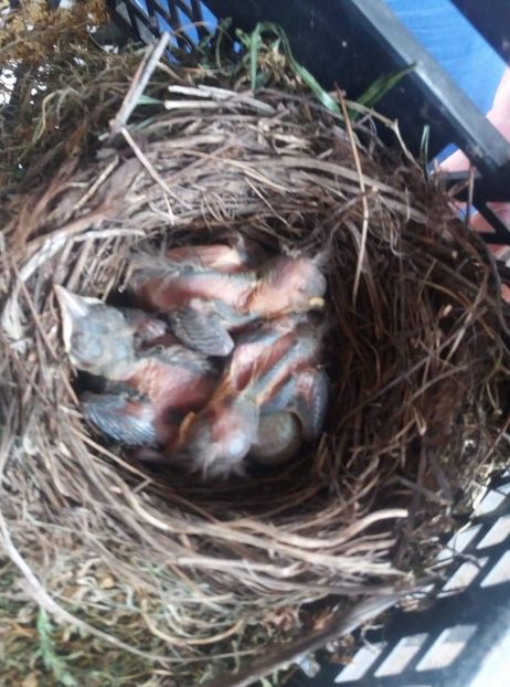 received_244853433291825 - Mierla