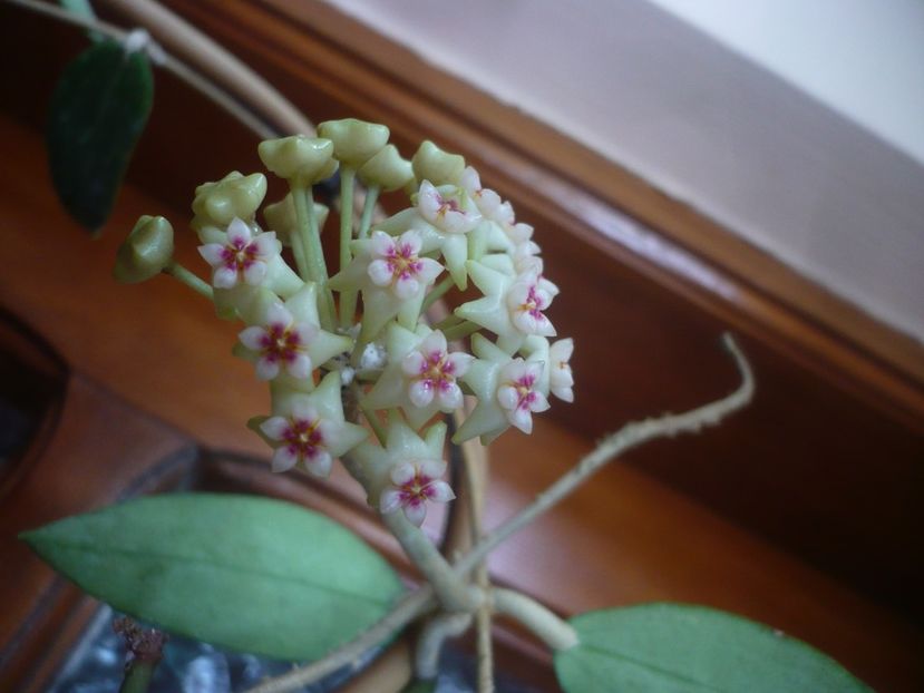 P1430744 - HOYA 2020-1