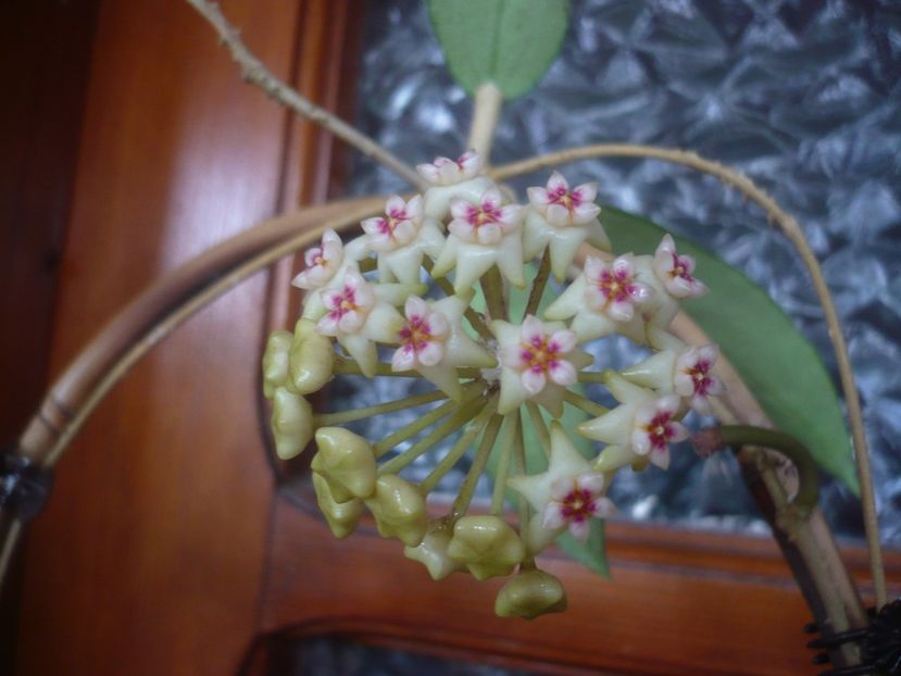 P1430745 - HOYA 2020-1