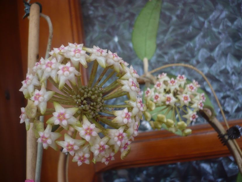 P1430750 - HOYA 2020-1