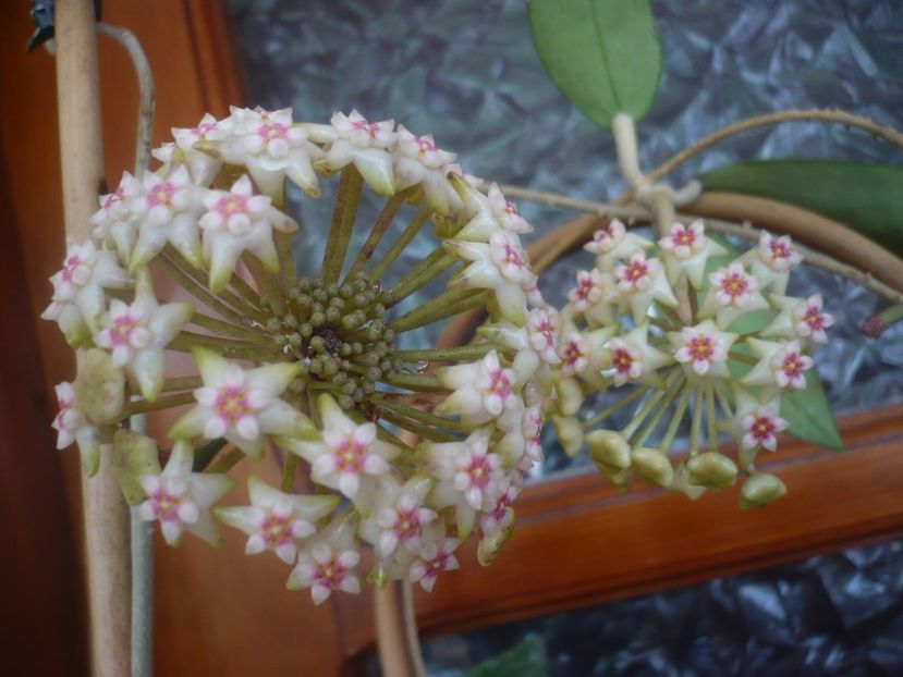 P1430751 - HOYA 2020-1