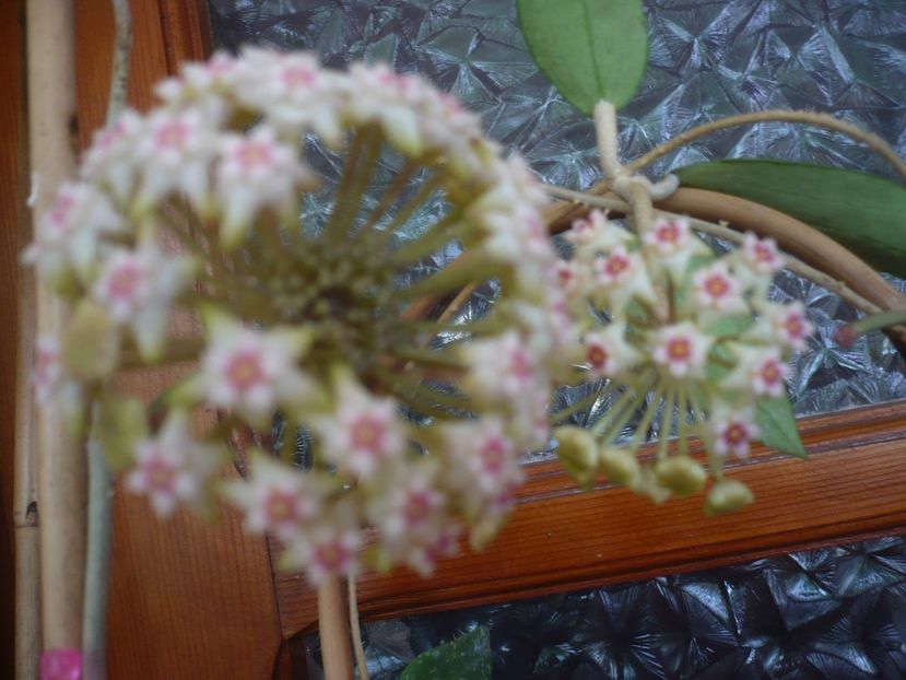 P1430752 - HOYA 2020-1