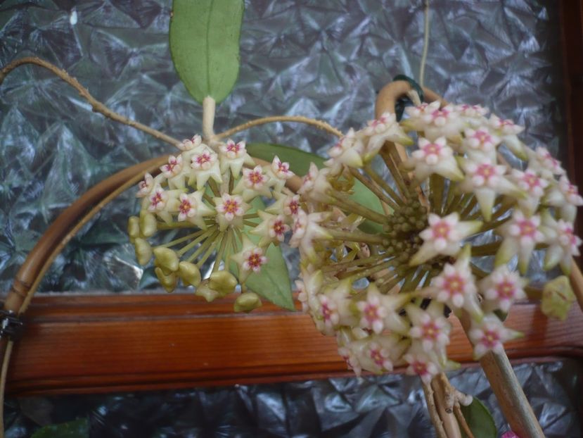 P1430753 - HOYA 2020-1