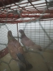  - Gutanii Perechi 2020