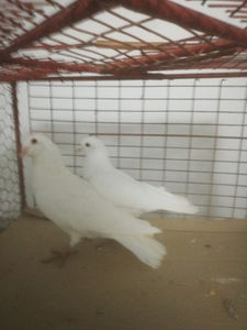  - Gutanii Perechi 2020