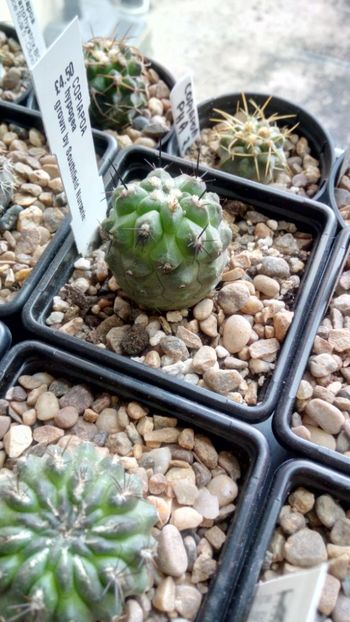 C. hypogaea - -hypogaea