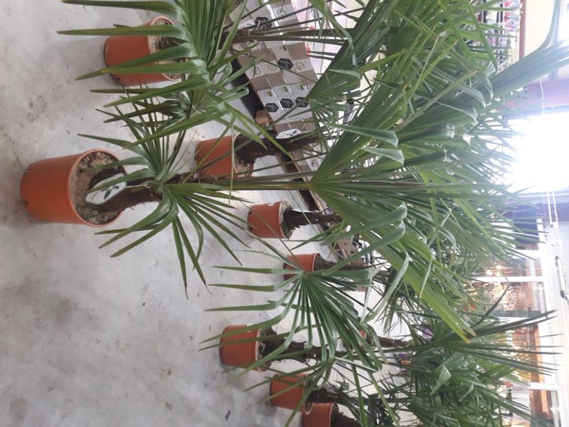  - palmieri TRACHYCARPUS FORTUNEI-rezistenti la frig