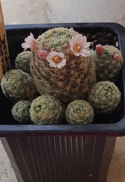 Mammillaria giselae - Mammillaria