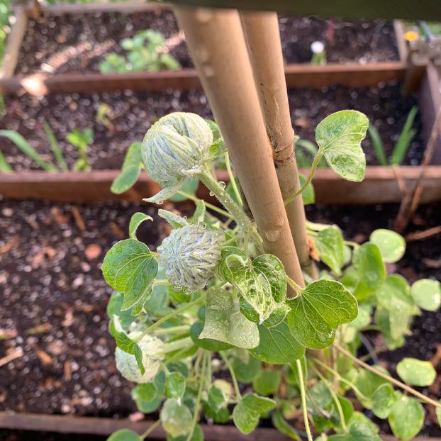  - Jurnalul gradinii 2020