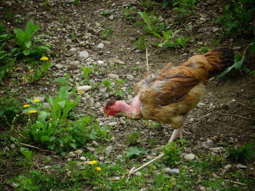  - Patakmenti-Hóstát kis gazdaság