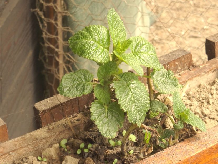  - Patakmenti-Hóstát kis gazdaság