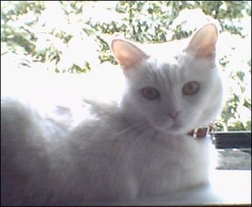  - 0 IN AMINTIREA POXICUTEI