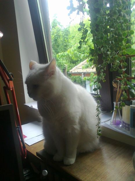 11160635_1004789109539040_8746443375462794867_o - 0 IN AMINTIREA POXICUTEI