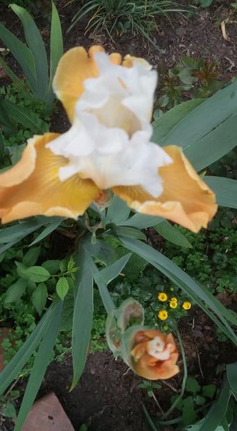  - A - A-Gradina de flori 2020