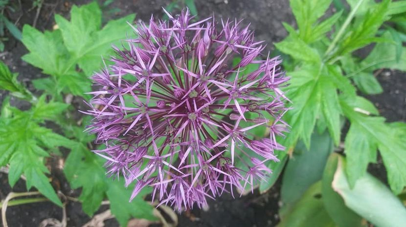  - A - A-Gradina de flori 2020