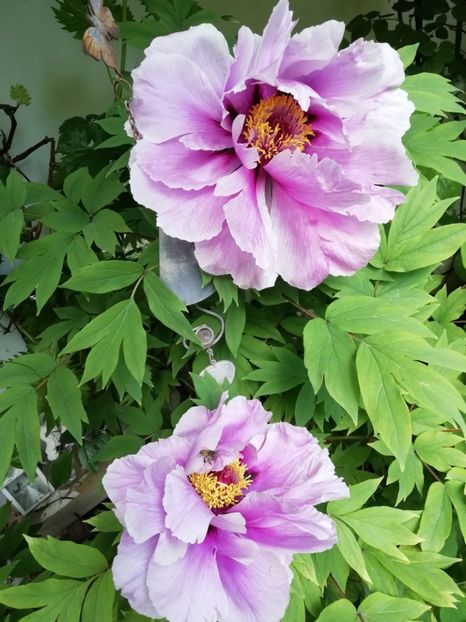  - Grădina 2020 continuare 1