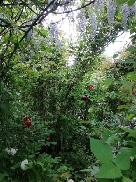  - Grădina 2020 continuare 1