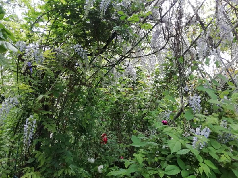  - Grădina 2020 continuare 1