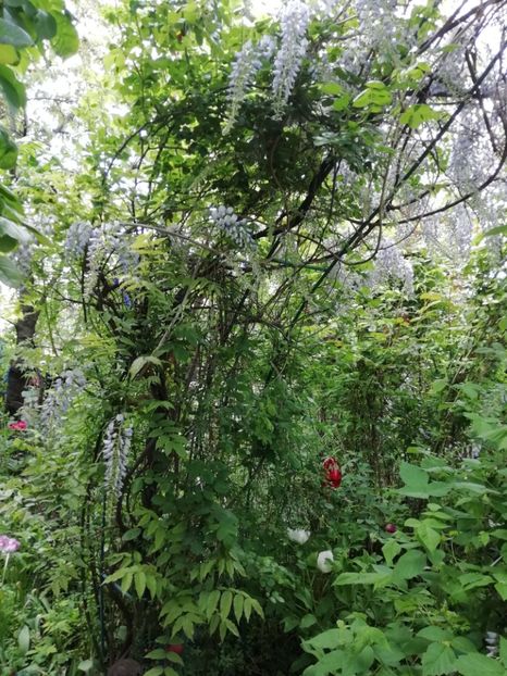  - Grădina 2020 continuare 1