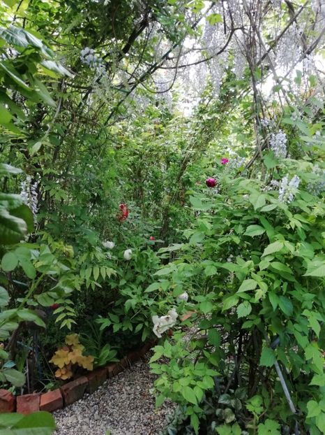  - Grădina 2020 continuare 1