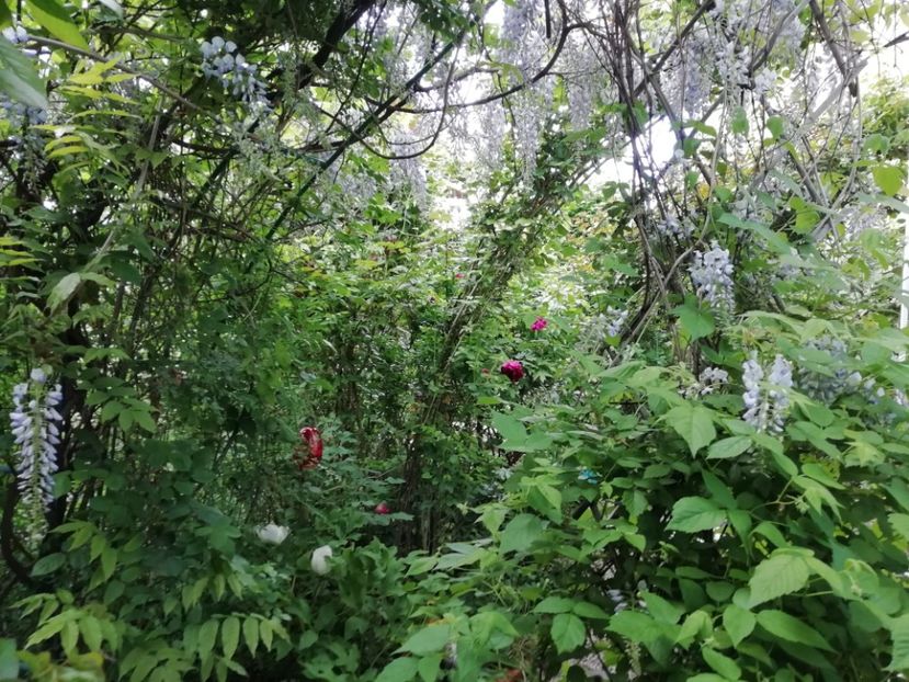  - Grădina 2020 continuare 1