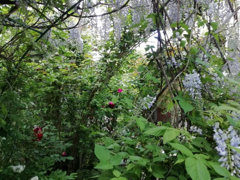  - Grădina 2020 continuare 1