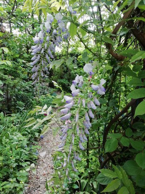  - Grădina 2020 continuare 1