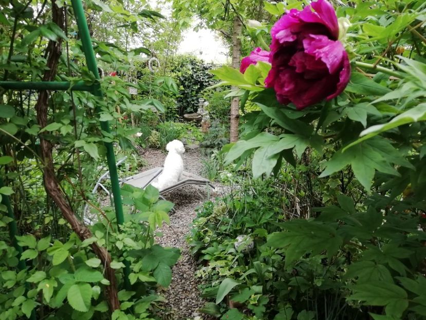  - Grădina 2020 continuare 1