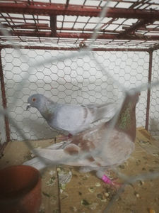  - Gutanii Perechi 2020