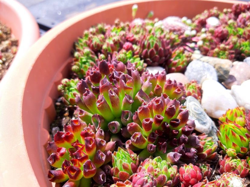 20200501_145840-01 - Sempervivum - 2018 - 2020