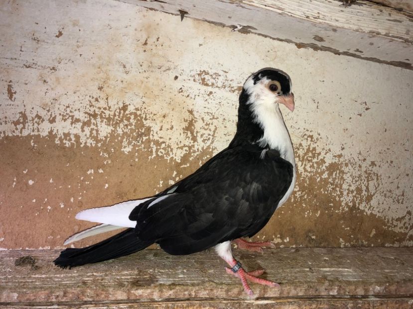 8537  mascul  2020_3 - tineret 2020