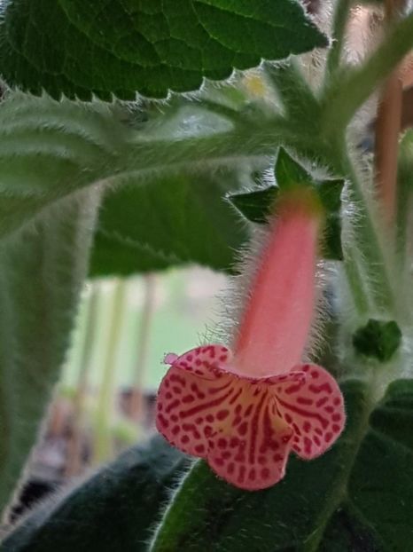 Peridots Mango Martini - KOHLERIA 2020