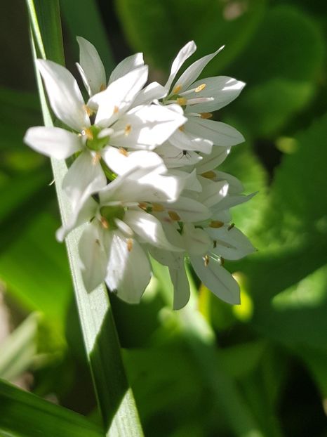  - Allium 2020 21 22