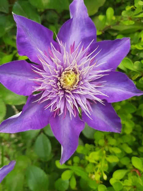  - Clematite 2020-2023