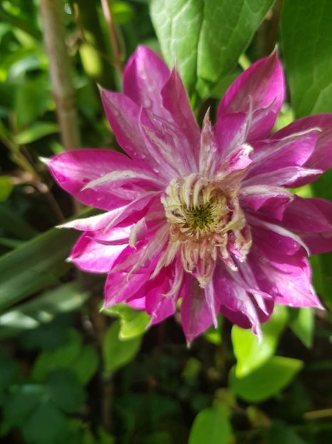  - Clematite 2020-2023