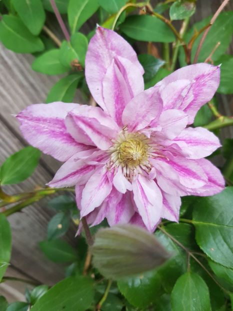  - Clematite 2020-2023